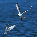 Common Tern & Black-headed Gull squabbling in flight at Farmoor