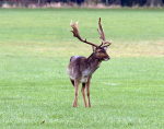 Fallow Deer Stag in the Forest of Dean.
