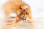 Tiger in Motion