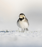 Pied Wagtail -