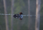 Goldeneye
