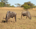 Africa-164