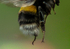 Buff-Tailed Bumblebee