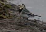 Wagtails,Pipits portfolio