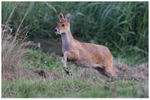Leaping Deer 