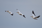 White Pelicans