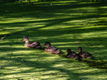 Mallards