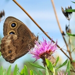 Common Wood-nymph - 2