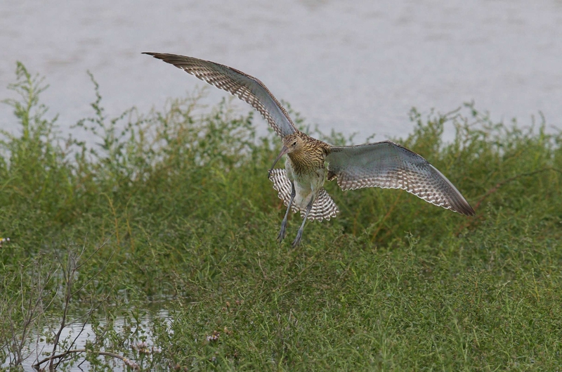 Eurasian Curlew - Dee Estuary - North Wales