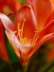 Macro Clavia