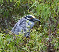 Yellow Crowned Night Heron _0001