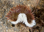 Acromegalomma vesiculosum