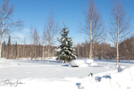 Alaska