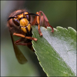 Giant Hornet