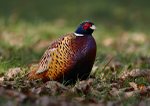 Pheasant 2