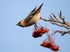 Waxwing