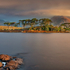 Pine Island Early Light