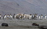 Elephant seal and King Penguins
