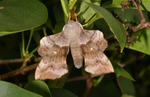 Poplar Moth