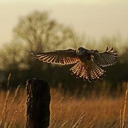 Kestrel Flying