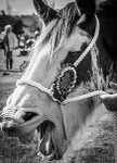 DSC_0176