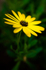 Flower - Daisy - 0304