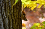 Chipmunk