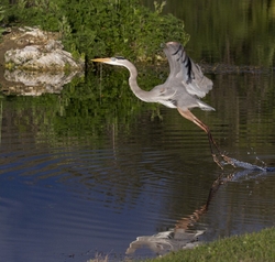 Great Blue Heron _0068