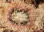 Sagartia troglodytes