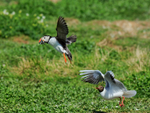 Black-headed Gull chasing Puffin with fish, Farne Islands