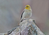 Cinereous Bunting