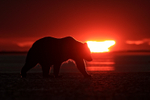 Brown Bear and rising sun, Silver Salmon Creek, Alaska