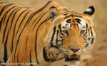 Big  tiger.