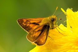 Large Skipper