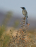 Western Scrub-Jay, Bosque del Apache, New Mexico