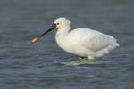 Close view of a Spoonbill (adult) on Brownsea Island