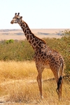 IMG_2457 Maasai Mara