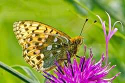 Dark Green Fritillary