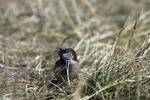 House Sparrow - 5744