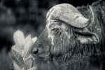 Buffalo Meru