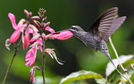 White-Bearded Hermit