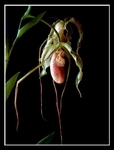 Phragmipedium grande x
