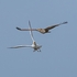 BBW-13-Gull chases Buzzard #1