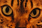 Cat's Eyes