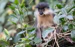 Capped Langur