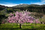 Almond Blossom 02