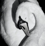 CS202 PREENING SWAN, FAIRBURN INGS, FERRYBRIDGE