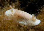 Jorunna tomentosa
