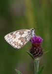 Marbled White