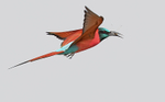 Northern Carmine Bee Eater